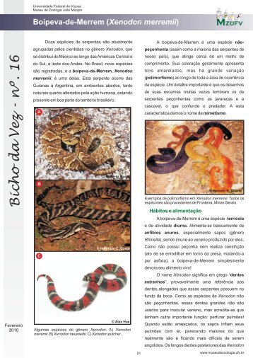 Bicho da Vez - nº. 16 - Museu de Zoologia João Moojen - UFV