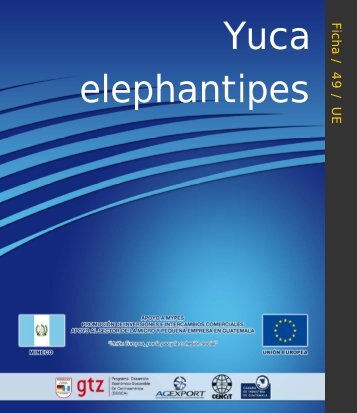 Yucca elephantipes