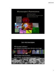 BCM6013 Imagerie - section microscopie 2 par pageMV 2010.pdf