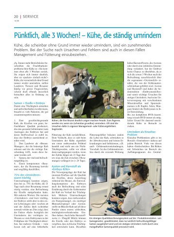 Kühe, die ständig umrindern - Swissgenetics