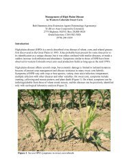 TRA Article on High Plains Disease in Sweet Corn (pdf) - Western ...
