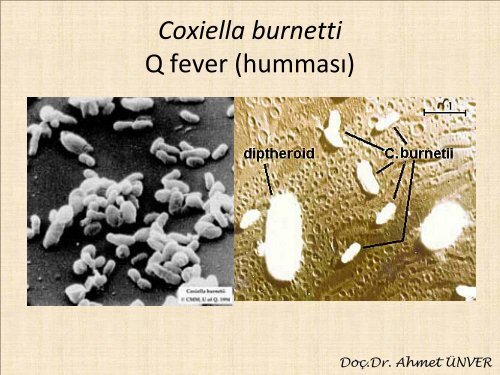 21-26, Francisella,Leg,Vibrio,Aeromonas - Kafkas Ãniversitesi