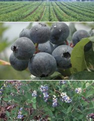 Blueberries - University of Florida