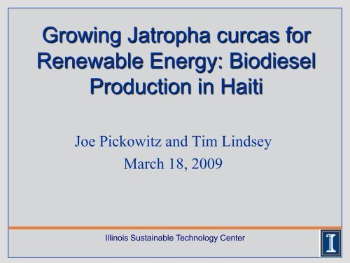 Growing Jatropha curcas for Renewable Energy - Illinois ...