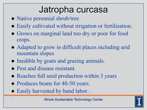 Growing Jatropha curcas for Renewable Energy - Illinois ...