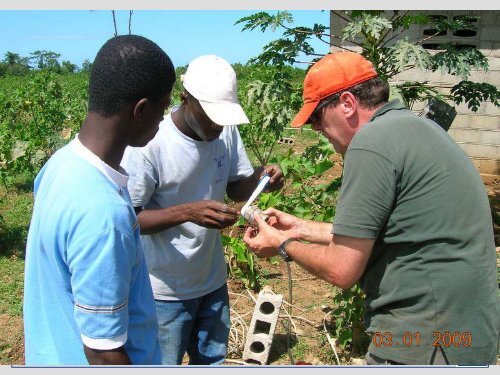 Growing Jatropha curcas for Renewable Energy - Illinois ...