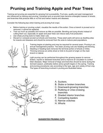 Pruning and Training Apple and Pear Trees