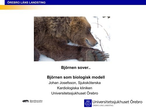 BjÃ¶rnen sover.. BjÃ¶rnen som biologisk modell - Infektion.net