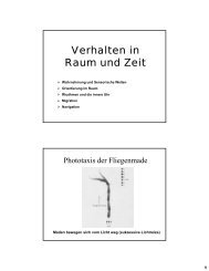 Verhalten in Raum und Zeit