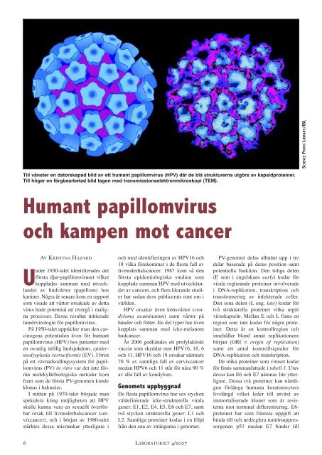 Humant papillomvirus och kampen mot cancer