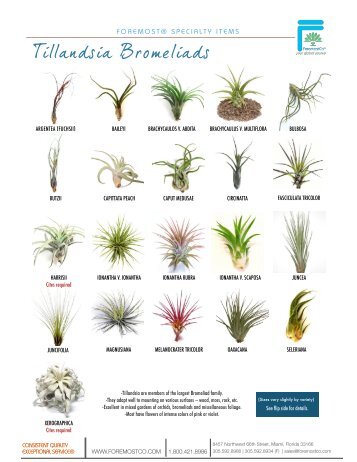 Tillandsia Varieties - Info Sheet (PDF) - ForemostCo