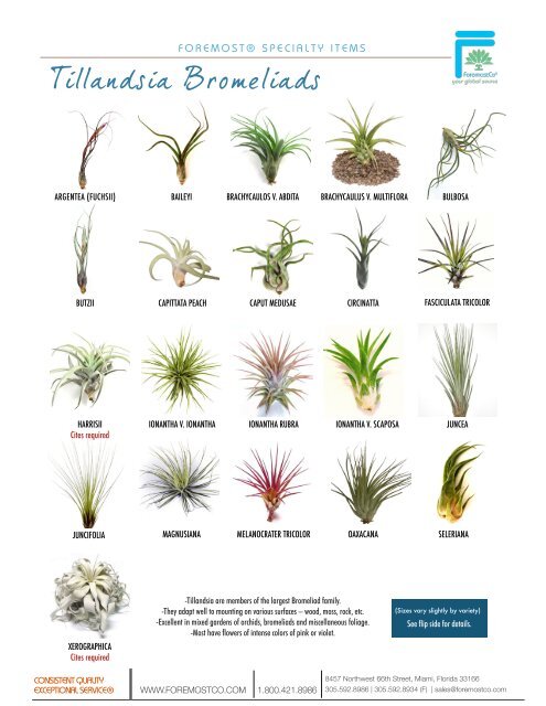 TILLANDSIA DIFFERENTES VARIETES