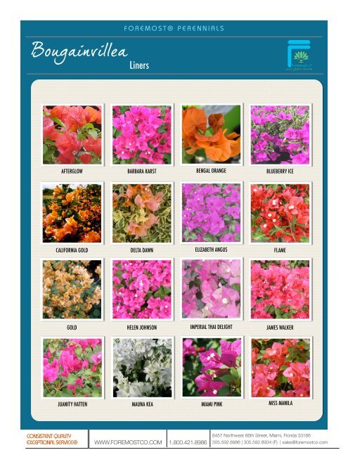 Bougainvillea' ' Product Info Sheet (PDF) - ForemostCo