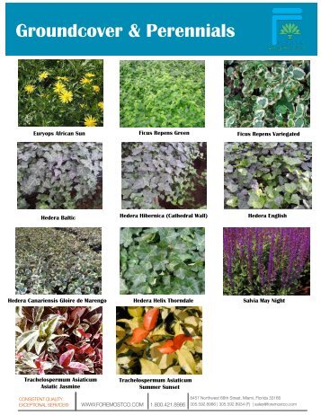 Groundcover & Perennials - Product Info (PDF) - ForemostCo