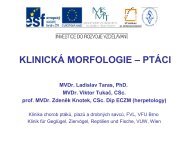 KlinickÃ¡ morfologie â ptÃ¡ci