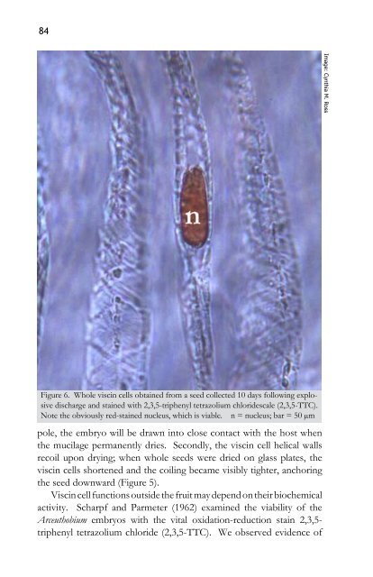 Viscin Cells in the Dwarf Mistletoe Arceuthobium ... - Davidsonia