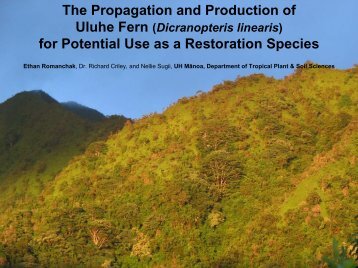 The Propagation and Production of Uluhe fern (Dicranopteris ...