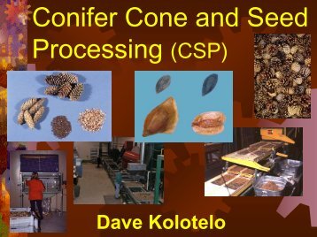 Dave Kolotelo: Conifer Cone and Seed Processing
