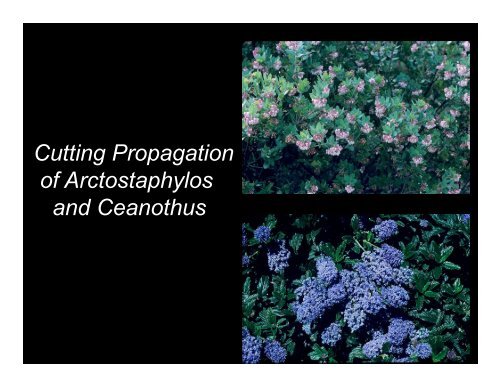 Propagating Arctostaphylos and Ceanothus