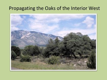 Propagating the Oaks of the Interior West