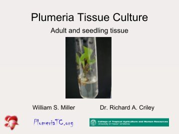 Tissue Culture of Plumeria
