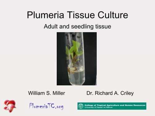 Tissue Culture of Plumeria