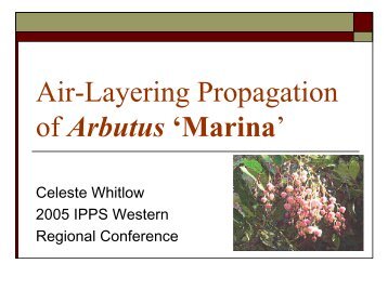 Air Layering of Arbutus 'Marina' - International Plant Propagators ...