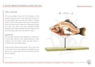 ZoS 105 - Model of the Anatomy of a Bony Fish, Carp ... - SOMSO