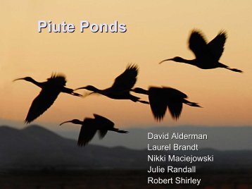 Piute Ponds Edwards AFB - Desert Managers Group