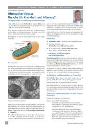 Nitrosativer Stress: Ursache für Krankheit und Alterung?