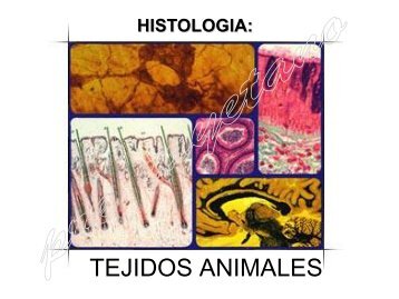 HISTOLOGIA: TEJIDOS ANIMALES - UPCH