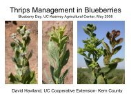 Thrips Management in Blueberries