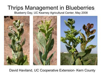 Thrips Management in Blueberries