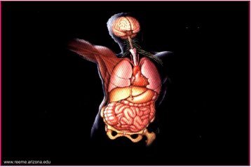 TRAUMA ABDOMINAL Abordaje Basado en Evidencia