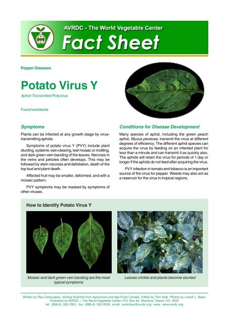 Potato Virus Y on Pepper