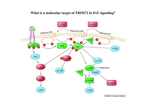 E3 ligase TRIM72 negatively regulates myogenesis by IRS-1 ...