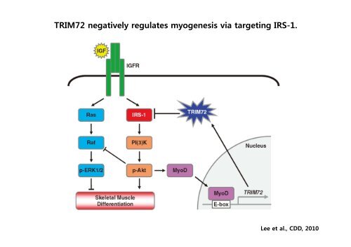 E3 ligase TRIM72 negatively regulates myogenesis by IRS-1 ...