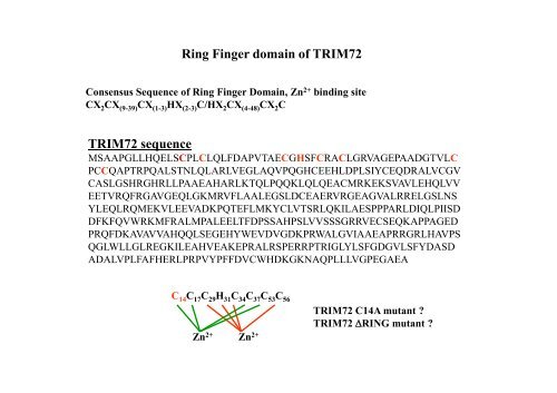 E3 ligase TRIM72 negatively regulates myogenesis by IRS-1 ...