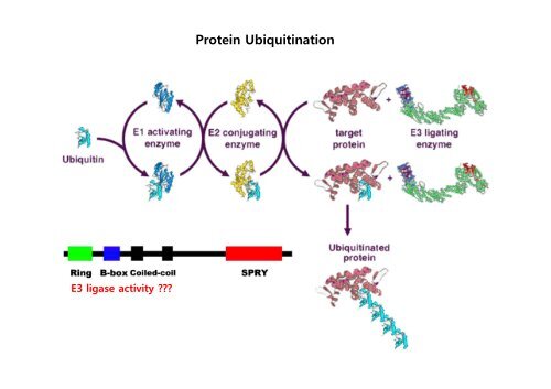 E3 ligase TRIM72 negatively regulates myogenesis by IRS-1 ...