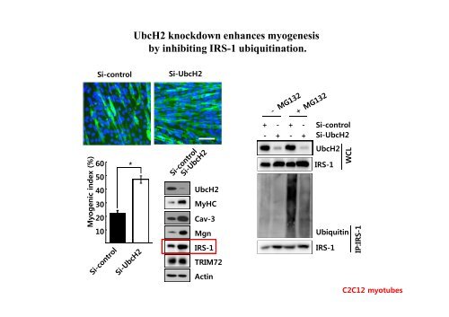 E3 ligase TRIM72 negatively regulates myogenesis by IRS-1 ...