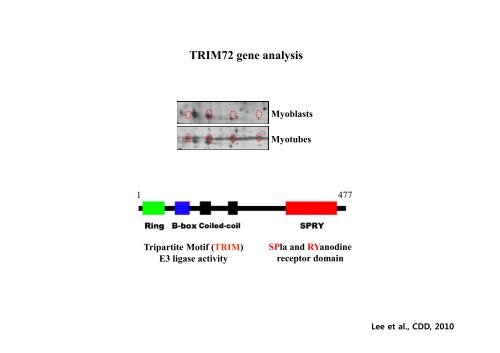 E3 ligase TRIM72 negatively regulates myogenesis by IRS-1 ...