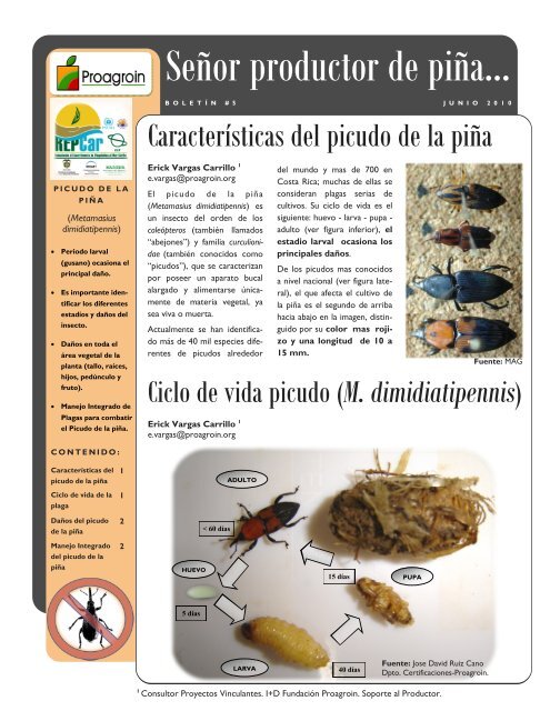 Picudo - DIGECA