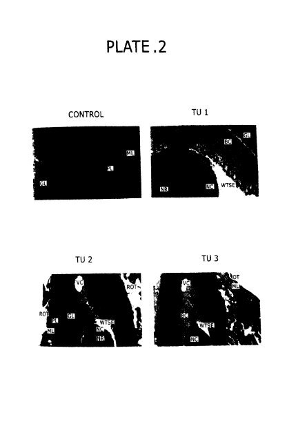 impact of latex and plant extract of and the recovery of latex toxicity ...