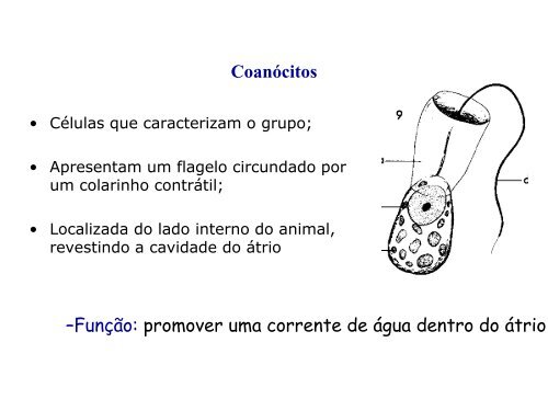 ClassificaÃ§Ã£o dos seres vivos, PorÃ­feros e CnidÃ¡rios - LaboratÃ³rio de ...