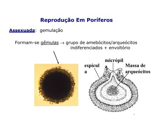 ClassificaÃ§Ã£o dos seres vivos, PorÃ­feros e CnidÃ¡rios - LaboratÃ³rio de ...