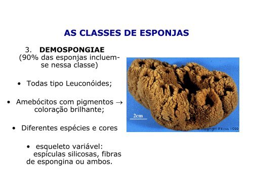 ClassificaÃ§Ã£o dos seres vivos, PorÃ­feros e CnidÃ¡rios - LaboratÃ³rio de ...