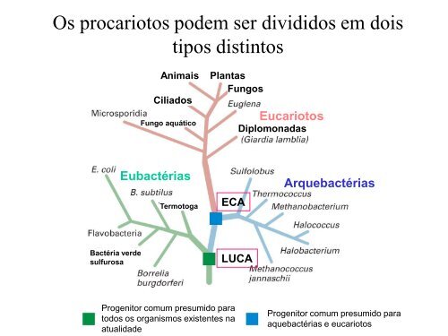 ClassificaÃ§Ã£o dos seres vivos, PorÃ­feros e CnidÃ¡rios - LaboratÃ³rio de ...