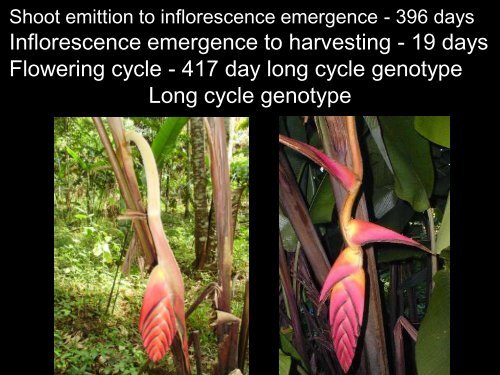 Dra. Vivian Loges - Heliconia Society International