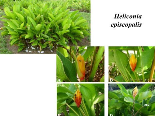 Dra. Vivian Loges - Heliconia Society International