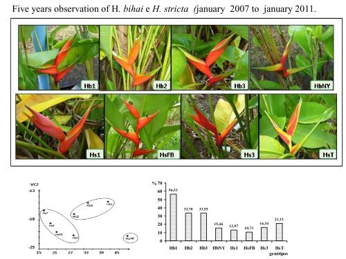 Dra. Vivian Loges - Heliconia Society International